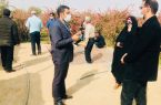 بازدید رئیس مرکز آموزش فنی وحرفه ای شهرستان برخوار از مزرعه کاشت زرشک در شهر دلیگان