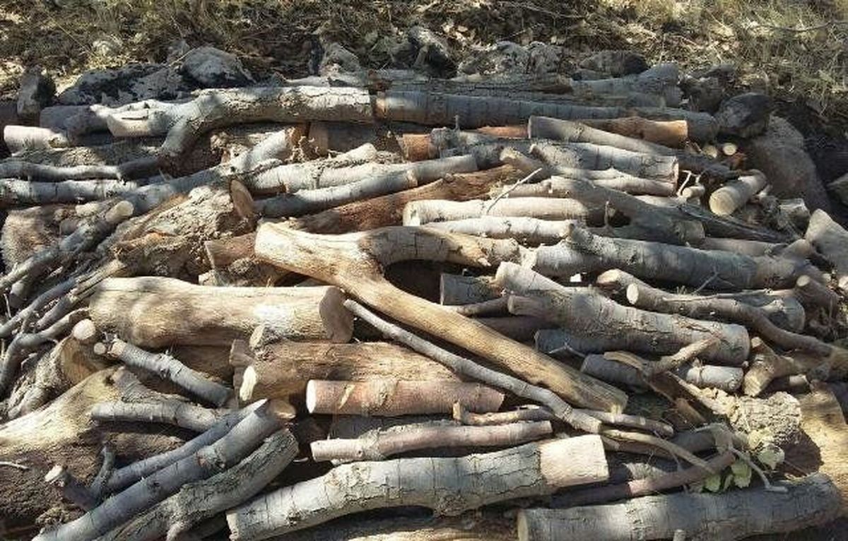 کشف ۹۷۰ کیلو چوب بلوط قاچاق در برخوار