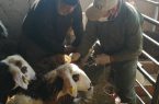 تزریق بیش از ۱۴ هزار نوبت سر واکسن آبله گوسفند و بز در سطح شهرستان