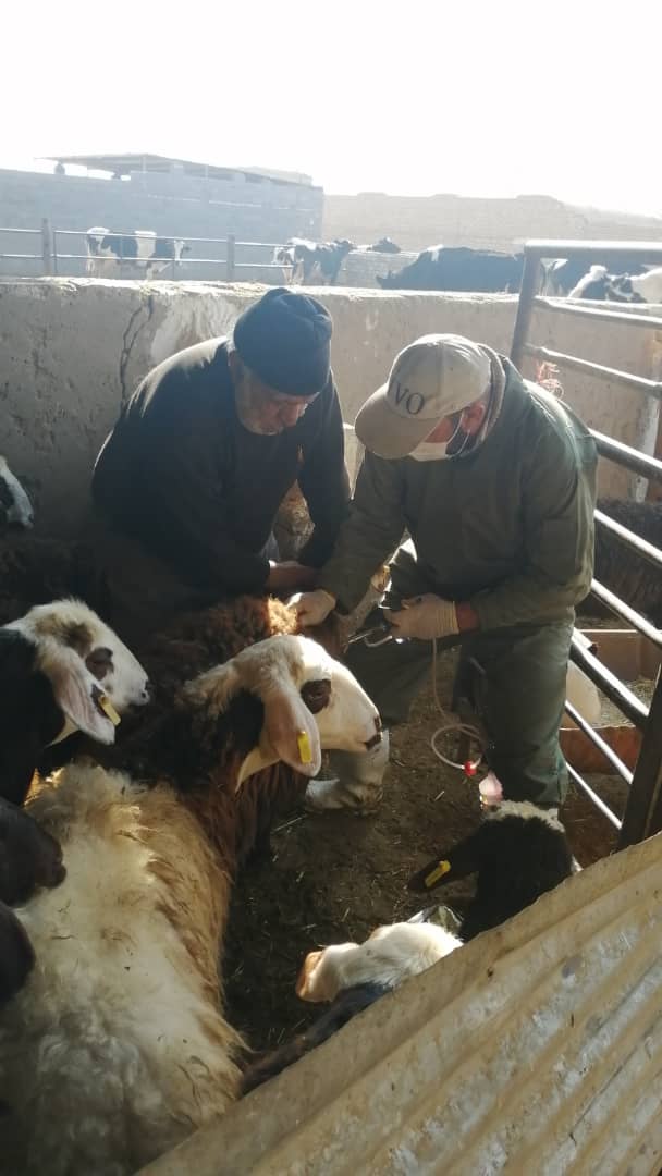 تزریق بیش از ۱۴ هزار نوبت سر واکسن آبله گوسفند و بز در سطح شهرستان
