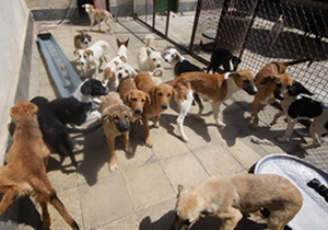 تکذیب خبر جمع آوری سگهای خانگی در شاهین شهر