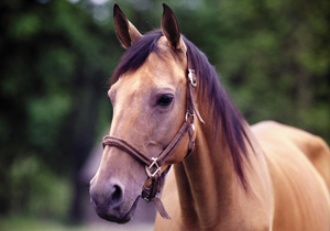 دهمین همایش سوارکاری و نمایش اسب های اصیل ایرانی در شهر خورزوق برگزار شد.